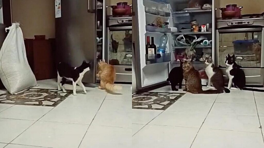 gatti subano cibo dal frigorifero