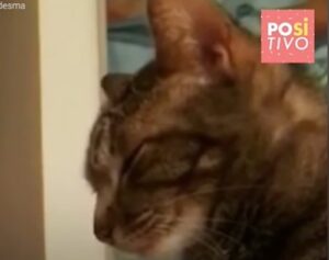 La gattina Rita e il suo proprietario discutono moltissimo (VIDEO)