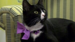 La gattina Lily è la mascotte di una residenza per anziani a Calgary