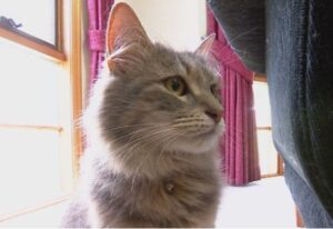 La gattina Willow è tornata a casa dopo ventidue mesi di assenza