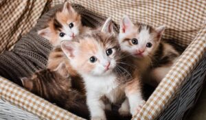 Gattini salvano una neonata abbandonata in una fogna: la storia