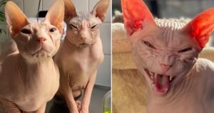 I gattini Boris Dennis e Freya incutono timore a causa delle loro espressioni