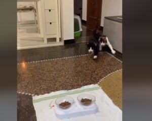 I gattini Milo e Leila fanno una gara di corsa per arrivare al cibo