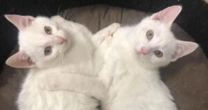 Ne voleva solo due, ma alla fine cede: tre adorabili gattini bianchi vengono adottati