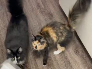 I gattini di Ariel Dale sono tornati a casa dopo un viaggio da incubo