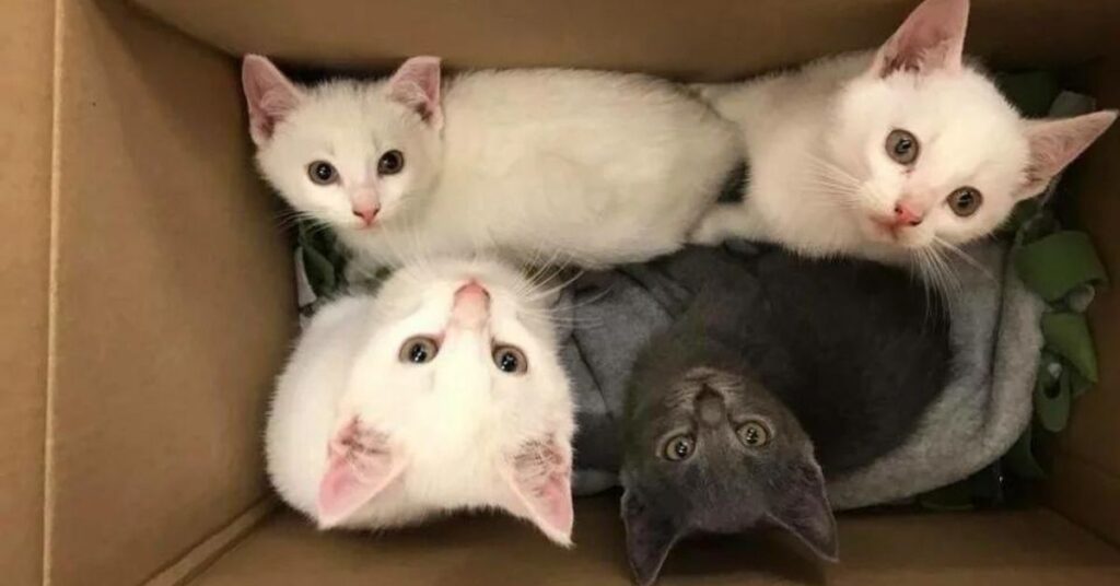 4 gattini
