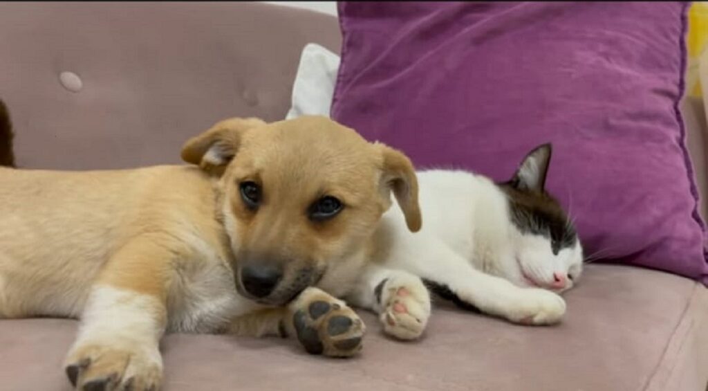 video di un gattino e cagnolino