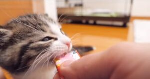 Il gattino Coco mangia un famoso dolce per gatti per la prima volta (VIDEO)