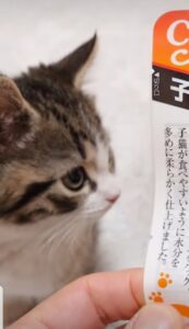 Il gattino Coco mangia pesce per la prima volta (VIDEO)