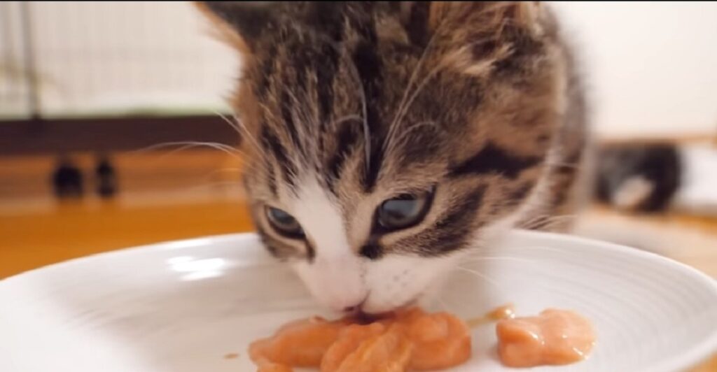 gattino coco mangia un dolce per la prima volta