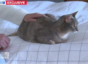 Il gattino Indigo è tornato a casa dopo tre mesi a causa della pandemia