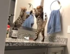 Il gattino Koda litiga con il riflesso di se stesso convinto che sia un altro gatto (VIDEO)
