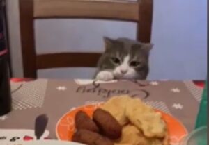 Il gattino Nello prova a rubare il cibo dalla tavola (VIDEO)