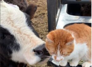 Il gattino Rhys e la mucca Hershey hanno un legame unico (VIDEO)