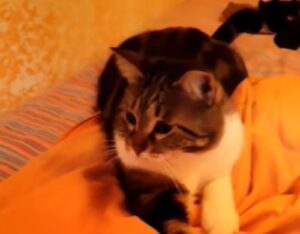Il gattino Zefiro impedisce alla proprietaria di piegare le lenzuola