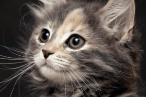 Gattino bloccato sul cornicione viene salvato da un passante