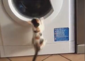 Un gattino osserva e studia attentamente la lavatrice (VIDEO)
