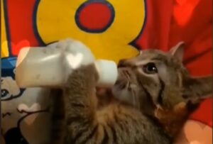 Un gattino domestico ama bere il latte dal biberon