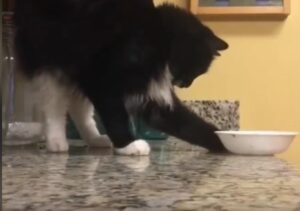Un gattino domestico non resiste alla tentazione di far cadere un piatto (VIDEO)