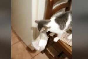 Un gattino domestico ruba un sacchetto di carne dal tavolo; la proprietaria sventa la rapina