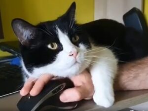 Gattino domestico si riposa sulla mano del suo proprietario che prova a lavorare
