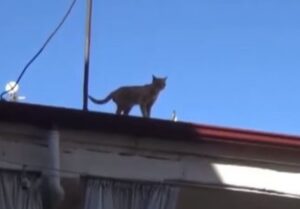 Gattino eremita vive sul tetto di un edificio, lontano dagli uomini