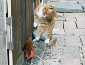 Un gattino gioca con la gallina che tira fuori la testa dal pollaio