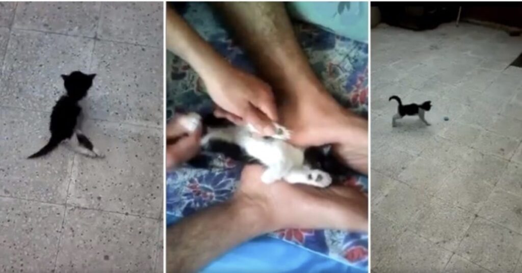 uomo salva gatto in pericolo in siria