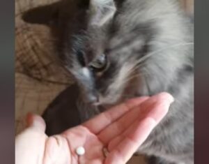 Un gattino prende la pillola senza alcuna difficoltà per la proprietaria