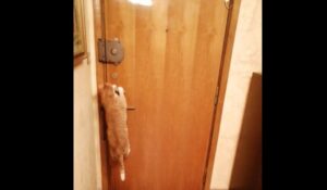 Il gattino rosso Milo prova a scappare da casa mentre la proprietaria apre la porta per uscire (VIDEO)