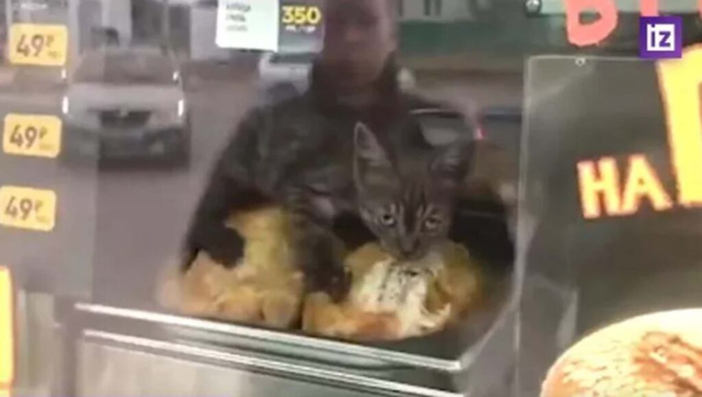 gatto mangia polli di nascosto