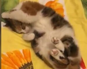Un gattino vuole le coccole sulla pancia dal proprietario (VIDEO)