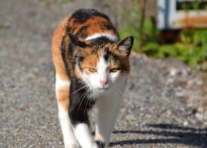 Una donna ritrova il suo gatto Lottie dopo cinque anni