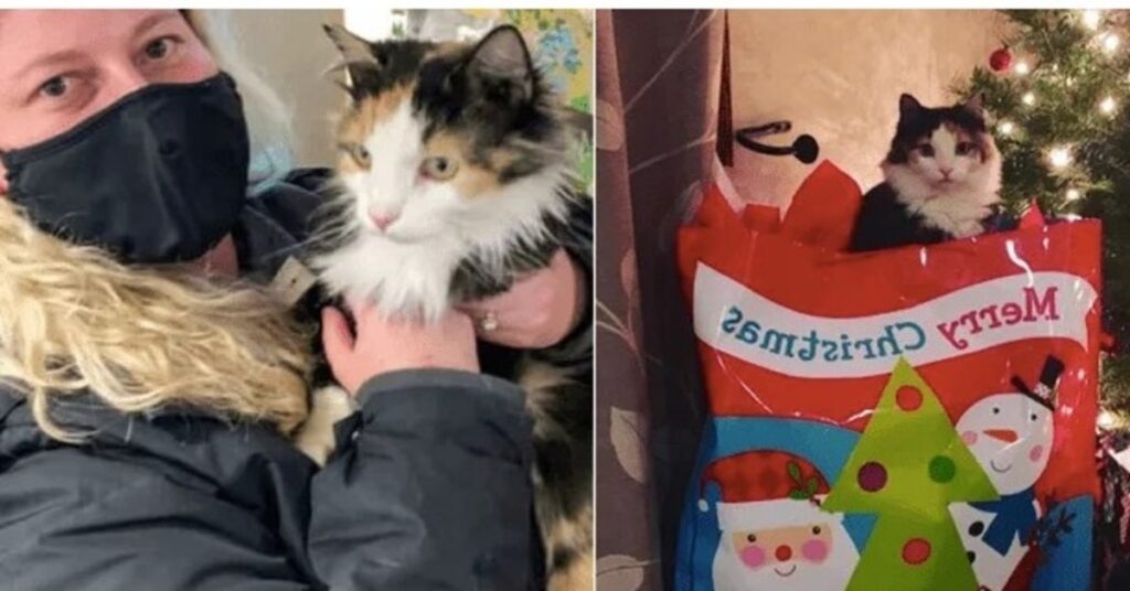 donna ritrova il suo gatto dopo 5 anni