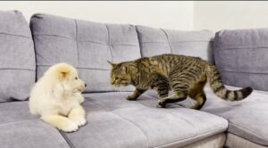 Il gatto Sammy incontra un cagnolino per la prima volta (VIDEO)