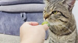 Il gatto Sammy mangia le olive per la prima volta (VIDEO)