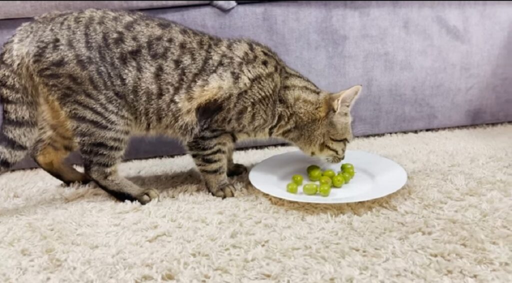 gatto sammy mangia le olive per la prima volta