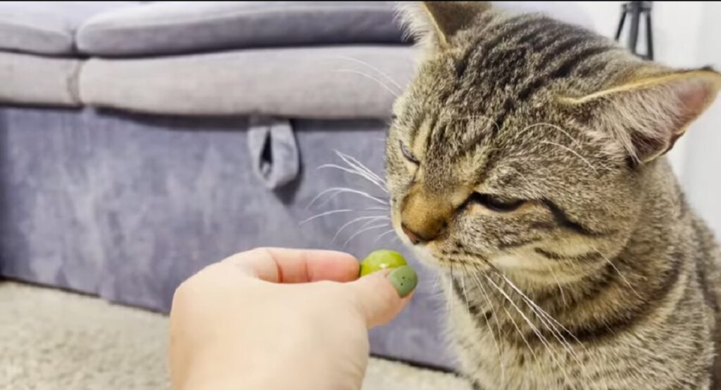 video del gatto sammy che mangia le olive