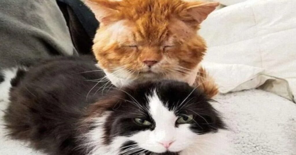 due gatti abbracciati