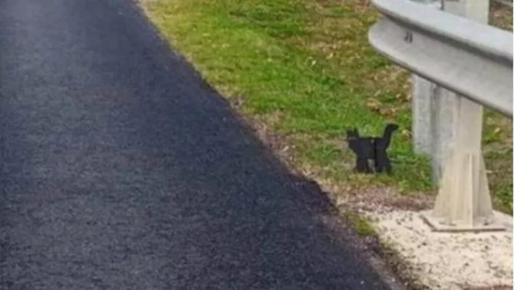 gatto finto per rallentare le auto