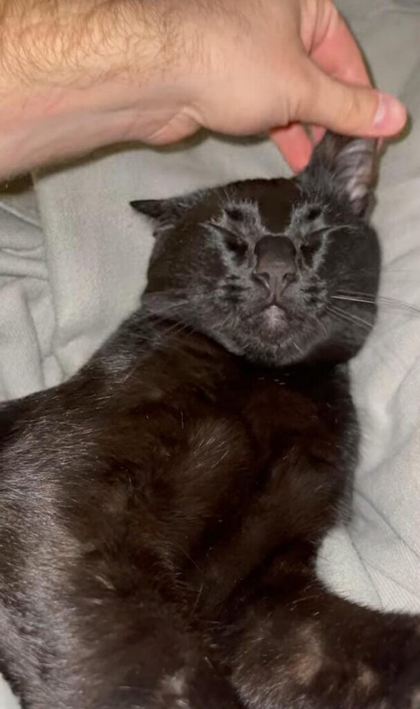 gatto nero che dorme