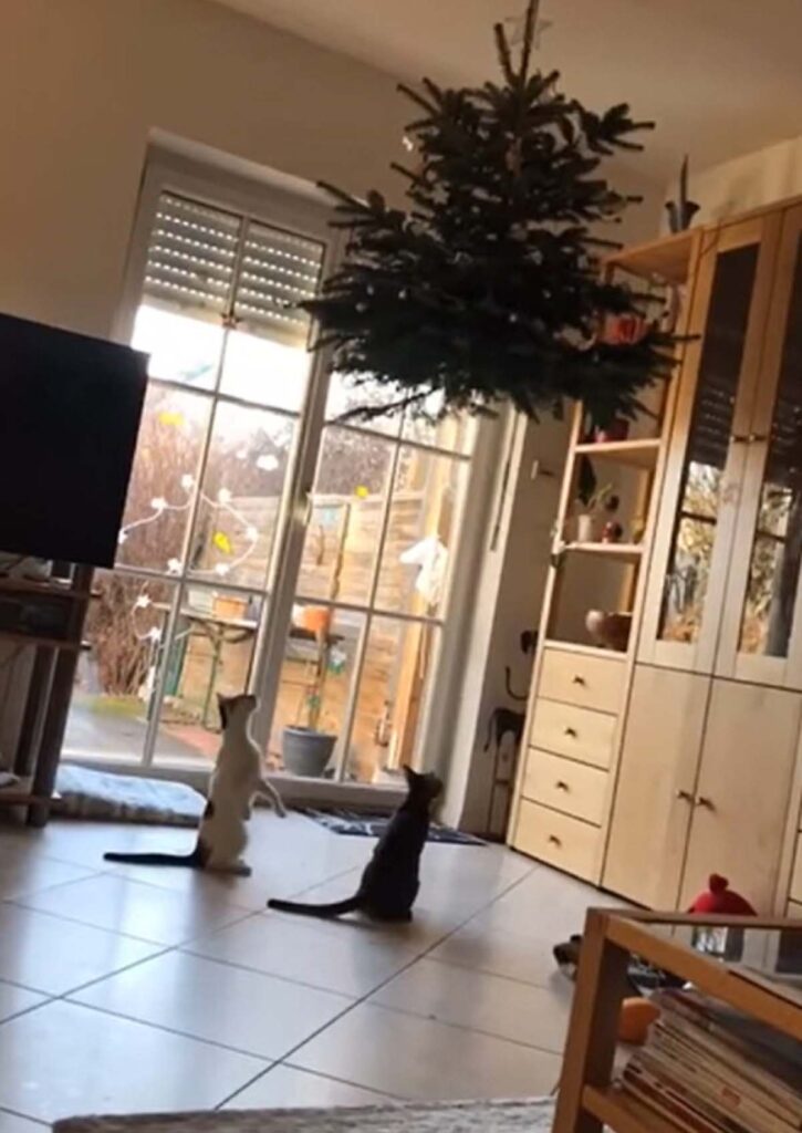 gatti guardano albero di Natale sul soffitto