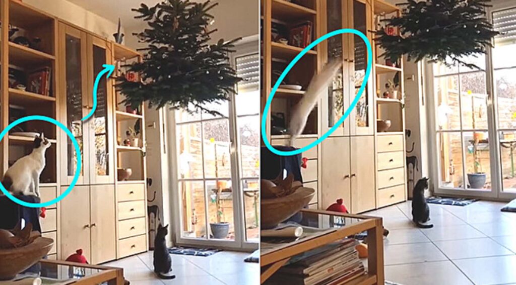 gatti guardano albero di Natale sul soffitto