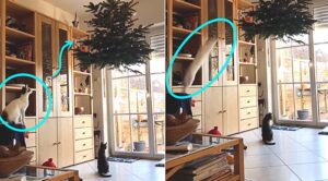 Proprietario appende l’albero di Natale al soffitto per evitare l’attacco dei gatti, ma il piano fallisce