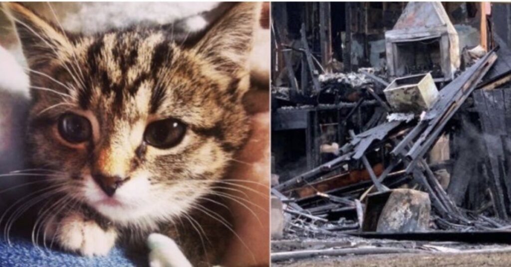 gatto Kitty e resti della casa incendiata