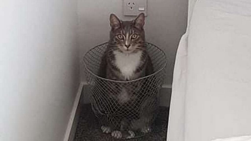 gatto nel cestino della spazzatura