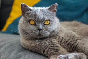 gatto occhi grigio