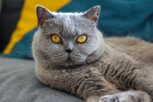 4 cose da fare quando lasci il gatto solo in casa per tanto tempo