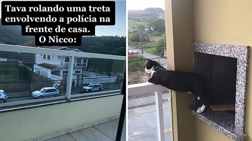 gatto sul balcone