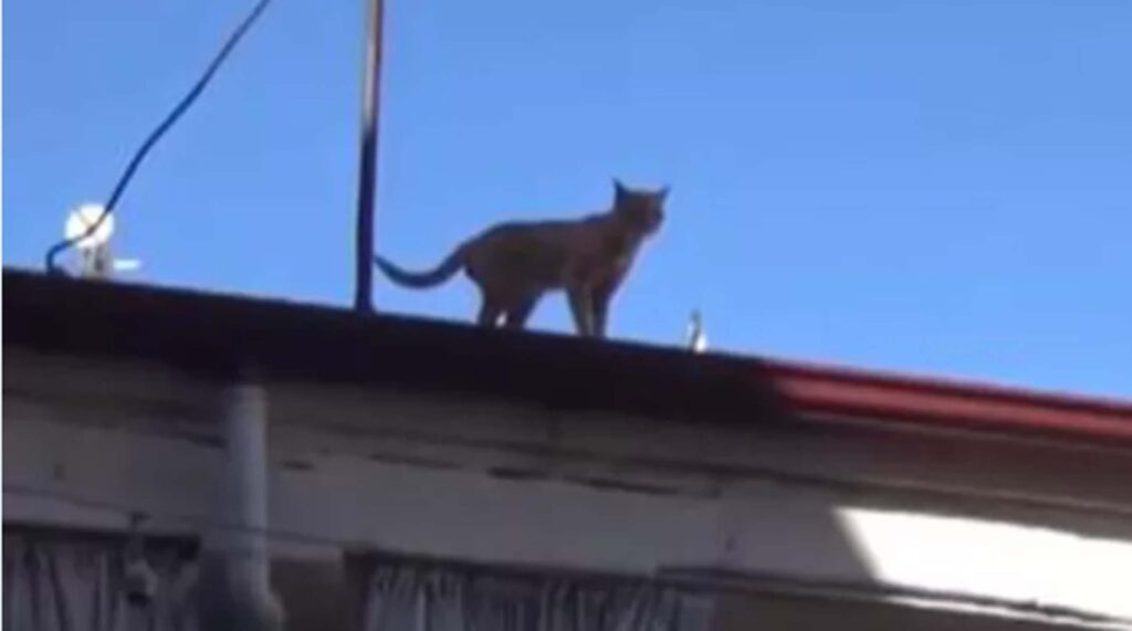 gatto sopra il tetto di una casa